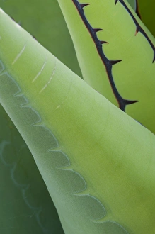 North America, Mexico, Baja California. Abstract line detail agave in Baja California North America, Mexico, Baja California. Abstract line detail agave in Baja California