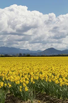 North America, United States, Washington, Mount Vernon, daffodil fields bloom at North America, United States, Washington, Mount Vernon, daffodil fields bloom at
