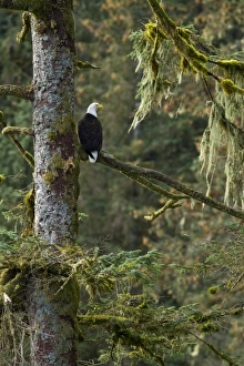 North America, USA Alaska, Baranof Island, Bald Eagle, Haliaeetus leucocephalus North America, USA Alaska, Baranof Island, Bald Eagle, Haliaeetus leucocephalus