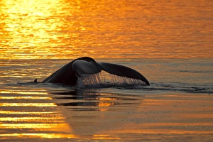 North America, USA, Alaska, in Frederick Sound, Humpback Whale, Megaptera novaeangliae North America, USA, Alaska, in Frederick Sound, Humpback Whale, Megaptera novaeangliae