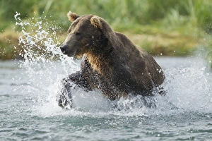 North America, USA, Alaska, Geographic Harbor, Katmai National Park, Brown Bear aka Grizzly Bear North America, USA, Alaska, Geographic Harbor, Katmai National Park, Brown Bear aka Grizzly Bear