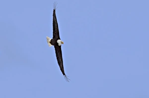 North America, USA, Alaska, Homer. Bald Eagle (Haliaeetus leucocephalus) soaring North America, USA, Alaska, Homer. Bald Eagle (Haliaeetus leucocephalus) soaring