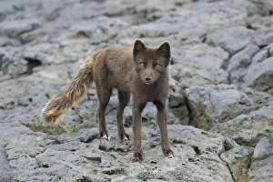 North America, USA, Alaska, Pribilof Islands, St Paul. Blue phase Arctic Fox North America, USA, Alaska, Pribilof Islands, St Paul. Blue phase Arctic Fox