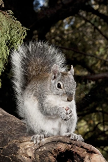 North America, USA, Arizona, SW, Arizona Gray Squirrel, Sciurus arizonensis, eating North America, USA, Arizona, SW, Arizona Gray Squirrel, Sciurus arizonensis, eating