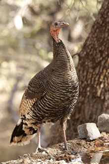 North America, USA, Arizona, Wild Turkey, Meleagris gallopavo, SW Subspecies North America, USA, Arizona, Wild Turkey, Meleagris gallopavo, SW Subspecies