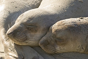 North America, USA, CA, Piedras Blancas. Juvenile elephant seals (Mirounga angustirostris) North America, USA, CA, Piedras Blancas. Juvenile elephant seals (Mirounga angustirostris)