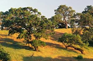 North America, USA, California, Sonoma county North America, USA, California, Sonoma county