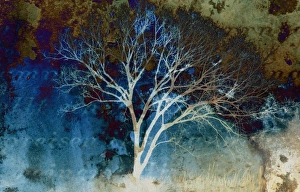 North America, USA, Florida, digitally altered, artistic rendition of a barren tree North America, USA, Florida, digitally altered, artistic rendition of a barren tree