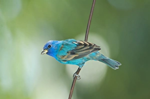 North America, USA, Florida, Immokalee, Indigo Bunting perched on wire North America, USA, Florida, Immokalee, Indigo Bunting perched on wire