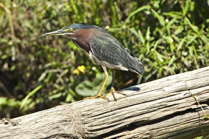 North America, USA, Florida, Pahoke, Green Heron hunting from log North America, USA, Florida, Pahoke, Green Heron hunting from log