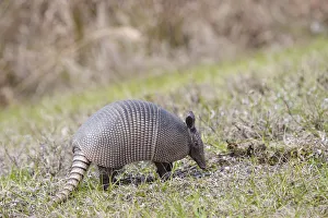 North America, USA, Florida, Port Charlotte. Nine-banded Armadillo North America, USA, Florida, Port Charlotte. Nine-banded Armadillo