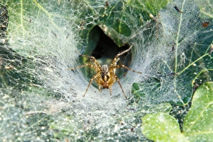 North America, USA, Kentucky, Louisville. Grass Spider in funnel web (Agelenopsis sp) North America, USA, Kentucky, Louisville. Grass Spider in funnel web (Agelenopsis sp)