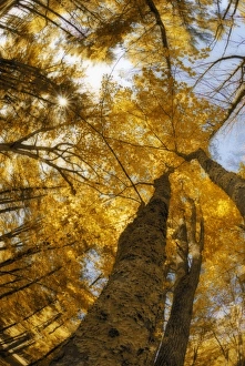 North America, USA, Maine, Bethel, digitally altered tall trees with golden leaves North America, USA, Maine, Bethel, digitally altered tall trees with golden leaves