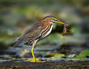North America, USA, New Jersey, Watchung. Green Heron with a young frog North America, USA, New Jersey, Watchung. Green Heron with a young frog