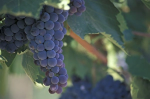 North America, USA, OR, Umatilla County, Seven Hills Vineyard Sangiovese grape North America, USA, OR, Umatilla County, Seven Hills Vineyard Sangiovese grape