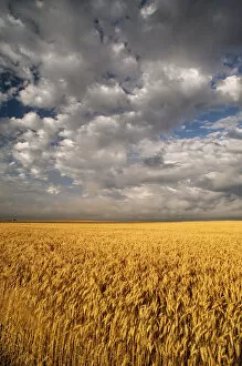 Images Dated 1st August 2010: North America, USA, South Dakota, Summer morning wheat fields on the South Dakota praire