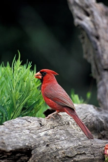 North America, USA, southern Texas, Northern Cardinal (male) North America, USA, southern Texas, Northern Cardinal (male)