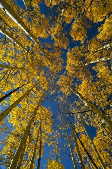 North America, USA, Utah, Autumn Aspen and Sky, Big Cottonwood Canyon, Wasatch Range, UT North America, USA, Utah, Autumn Aspen and Sky, Big Cottonwood Canyon, Wasatch Range, UT