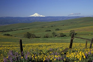 North America, USA, WA, near Lyle, Dalles Mountain Ranch SP balsam root and lupine with Mt North America, USA, WA, near Lyle, Dalles Mountain Ranch SP balsam root and lupine with Mt