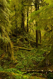 North America, USA, WA, Olympic National Park. Dense growth in mixed old growth forest North America, USA, WA, Olympic National Park. Dense growth in mixed old growth forest
