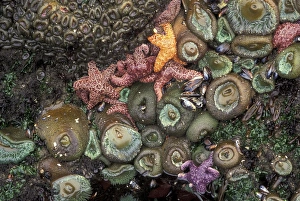 North America, USA, WA, Olympic NP, Shi Shi Beach sea stars and giant green anemones North America, USA, WA, Olympic NP, Shi Shi Beach sea stars and giant green anemones