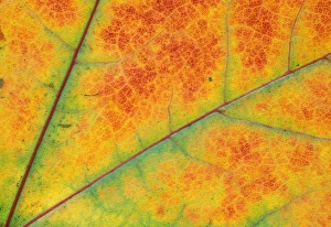 North America, USA, WA, Redmond fall leaf detail North America, USA, WA, Redmond fall leaf detail