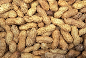 North America, USA, WA, Redmond peanuts in shell detail North America, USA, WA, Redmond peanuts in shell detail