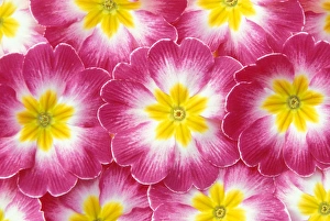 North America, USA, WA, Redmond primroses pattern North America, USA, WA, Redmond primroses pattern