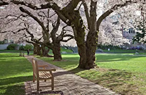 North America, USA, Washington, Seattle. Cherry trees on the University of Washington North America, USA, Washington, Seattle. Cherry trees on the University of Washington