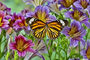 North American butterfly the monarch on purple painted tongue flowers North American butterfly the monarch on purple painted tongue flowers