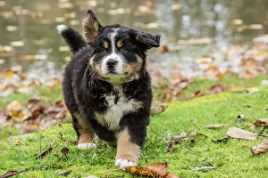 North Bend, Washington State, USA. Ten week old Bernese Mountain puppy out for a North Bend, Washington State, USA. Ten week old Bernese Mountain puppy out for a