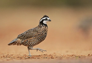 Northern Bobwhite (Colinus virginianus), male running, Rio Grande Valley, South Texas Northern Bobwhite (Colinus virginianus), male running, Rio Grande Valley, South Texas