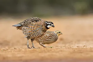 Northern bobwhite (Colinus virginianus) pair feeding Northern bobwhite (Colinus virginianus) pair feeding