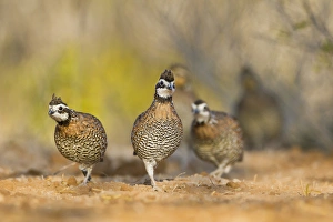 Northern Bobwhite Quail (Colinus virginianus) covey walking in south Texas habitat Northern Bobwhite Quail (Colinus virginianus) covey walking in south Texas habitat