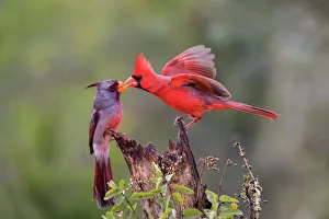 Northern cardinal (Cardinalis cardinalis) and Pyrrhuloxia (Cardinalis sinuatus) males Northern cardinal (Cardinalis cardinalis) and Pyrrhuloxia (Cardinalis sinuatus) males