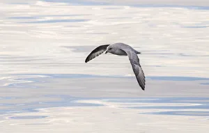Northern Fulmar, also called Arctic Fulmar (Fulmarus glacialis) near the coast of