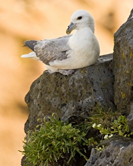 Northern Fulmar guards a nest in Iceland. Snaefellsness peninsula Northern Fulmar guards a nest in Iceland. Snaefellsness peninsula