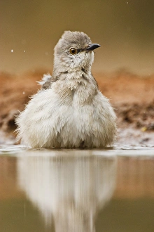 Northern Mockingbird (Mimus polyglottus) adult bathing in pond, Starr Co., Texas, USA Northern Mockingbird (Mimus polyglottus) adult bathing in pond, Starr Co., Texas, USA