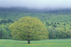 Northern Red Oak, Quercus rubra. Sandwich, NH Northern Red Oak, Quercus rubra. Sandwich, NH