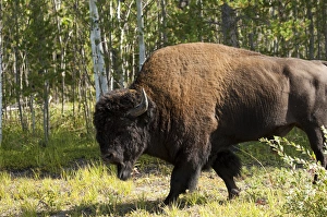 Northwest Territories. Wood Buffalo National Park Northwest Territories. Wood Buffalo National Park