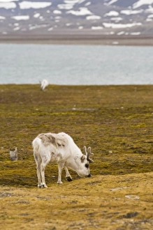 Norway. Reindeer at Ny Alesund Svalbard Archipelago, Norway Norway. Reindeer at Ny Alesund Svalbard Archipelago, Norway