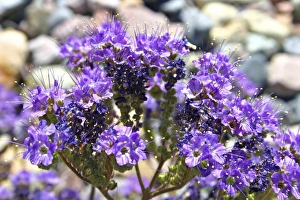 Notch leafed Phacelia wildflowers Death Valley National Park California Notch leafed Phacelia wildflowers Death Valley National Park California
