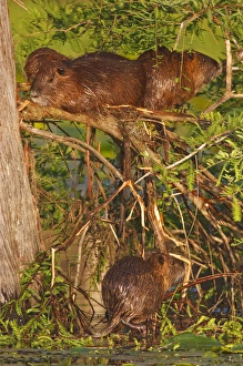 Nutria (Myocaster coypus) family resting, sunning and drying on bald cypress limbs Nutria (Myocaster coypus) family resting, sunning and drying on bald cypress limbs