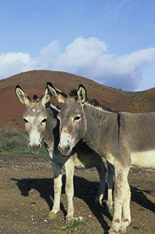 Prints of Ascension Island, Donkeys, brought to island in 19th C. for work, now roam free Images Dated 2008 May: Ascension Island Donkeys Print