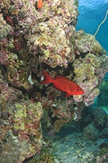 Oceania, Palau Oceania, Palau