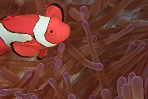 Ocellated Anemonefish (Amphiprion ocellaris) Milne Bay, Papua New Guinea Ocellated Anemonefish (Amphiprion ocellaris) Milne Bay, Papua New Guinea