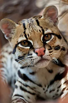 Ocelot (Felis pardalis) endangered species, captive animal Ocelot (Felis pardalis) endangered species, captive animal