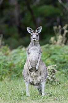 Oestliches graues Riesenkaenguru (Macropus giganteus), die zweitgroesste Beuteltierart Oestliches graues Riesenkaenguru (Macropus giganteus), die zweitgroesste Beuteltierart