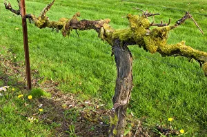 Old moss covered grape vine in green lawn at Chateau St. Michelle Winery, Woodenville Old moss covered grape vine in green lawn at Chateau St. Michelle Winery, Woodenville