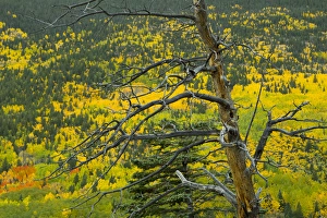 Old ponderosa stag against the fall color in the New Mexico Rocky mountains Old ponderosa stag against the fall color in the New Mexico Rocky mountains